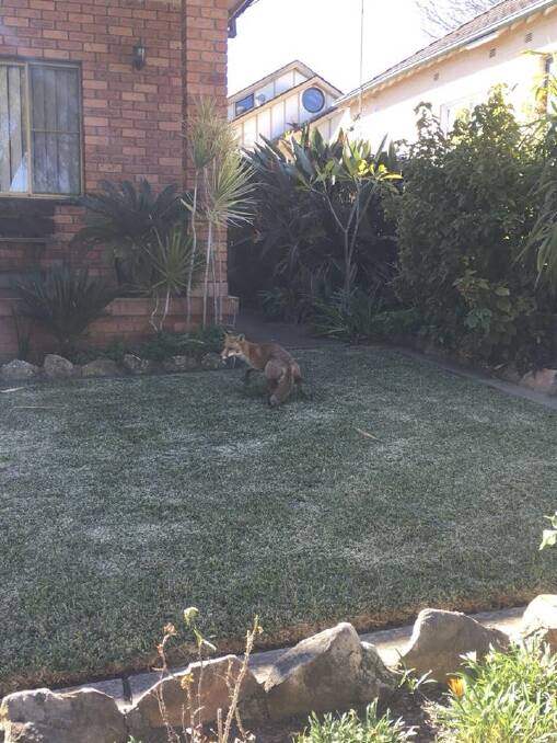 A fox standing in the front yard of a Gladesville home.  Photo: Warren Bromfield