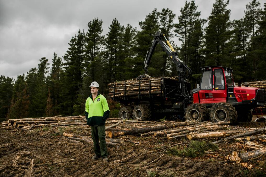 More than 300 hectares of dead pine trees at Kowen Forest are being chopped down. Forestry Assistant of Parks and Conservation Service ACT Bryan Geoghegan surveys the damage. Photo: Jamila Toderas