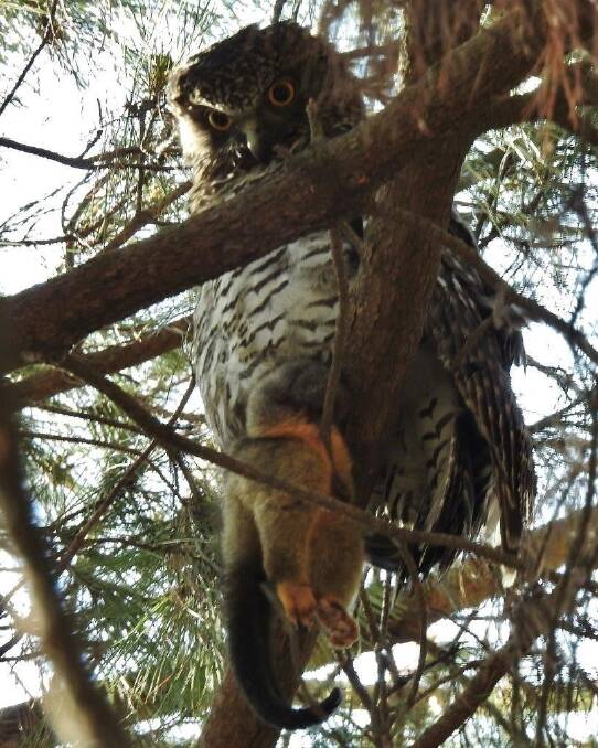 Latest picture (by John Bundock) of the scowling Powerful Owl of Turner. Photo: John Bundock