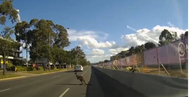 A kangaroo spotted in traffic on Northbourne Avenue earlier this month. Photo: Supplied.
