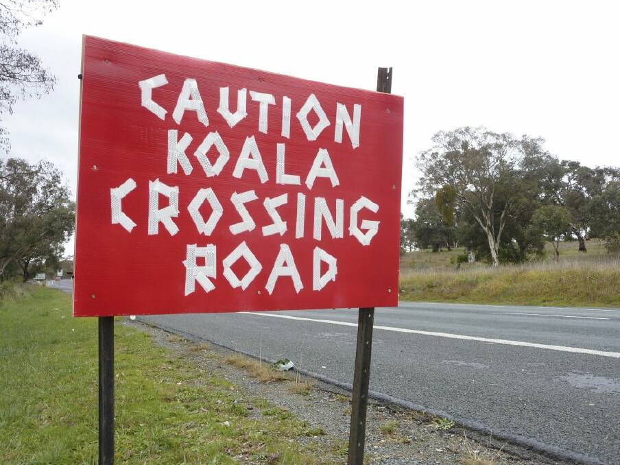 Home-made Koala warning sign on Pialligo Avenue. Photo: Tim the Yowie Man