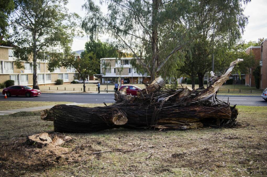 One of the dying and diseased trees removed last week. Photo: Rohan Thomson