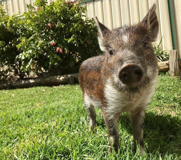 Todd Alexander's favourite photo of Helga the pig.  Photo: Dr Mark Simpson