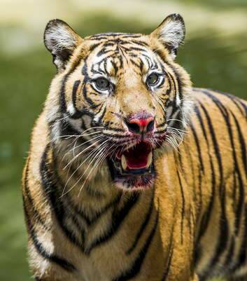 Sumatran Tiger, Senja, with blood on her mouth after enjoying a frozen blood/turkey treat in the hot weather. Photo: Rohan Thomson