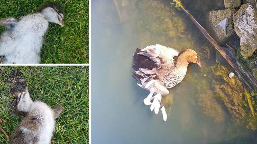 ACT Parks and Conservation is investigating a report a group of men killed a duck and ducklings on the 7th hole of Gold Creek Country Club about 5.35pm last Saturday, November 3. Photo: ACT Parks and Conservation