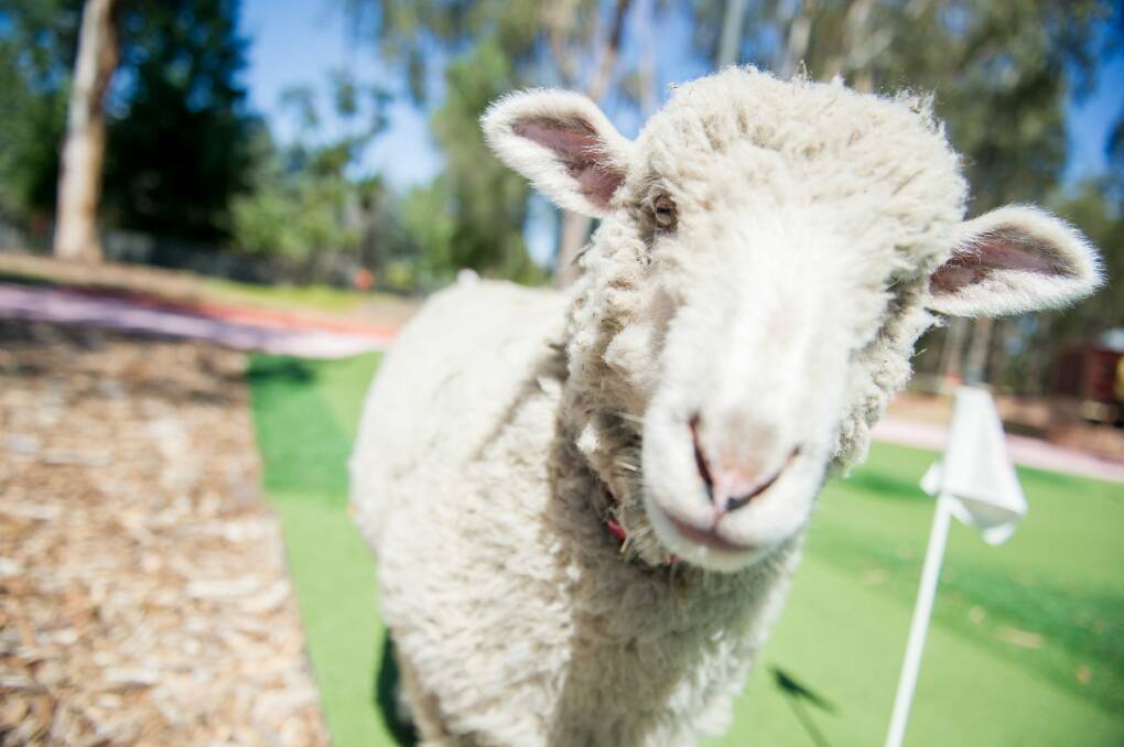 The resident sheep at the new-look Yarralumla Play Station. A petting zoo is expected to be opened there soon. Photo: Jay Cronan