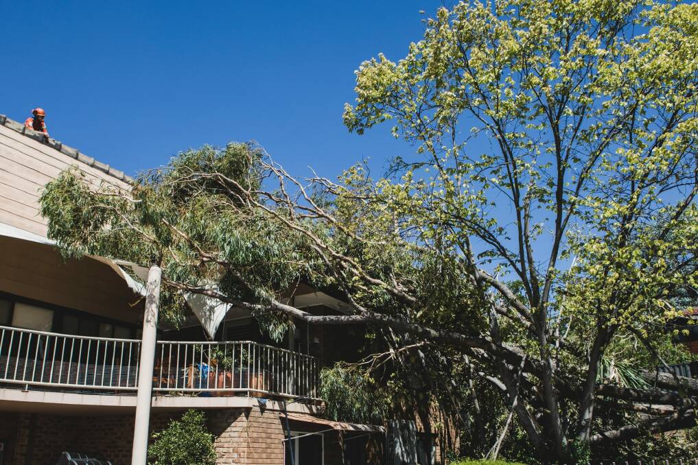 A tree toppled over onto a house in Farrer due to Wednesday's strong winds. Photo: Jamila Toderas