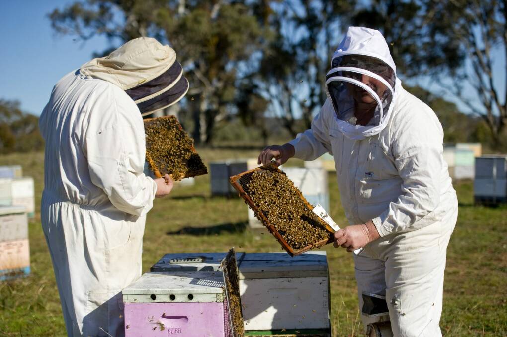 Neil Bingley and his son Brett work on hives near Queanbeyan. Photo: Jay Cronan