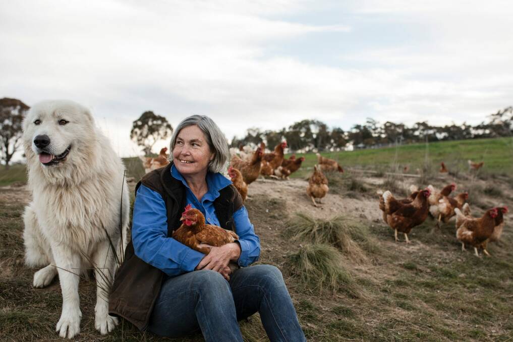 Long Paddocks Eggs co-owner Amanda Mutton runs a pastured egg farm with the second lowest stocking density per hectare. Photo: Jamila Toderas