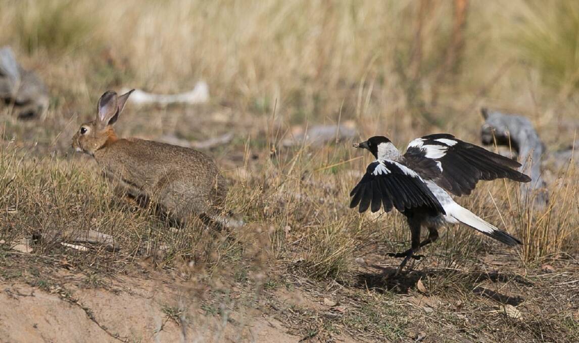 Young Canberra magpie tries to play with humorless rabbit. Photo by Con Boekel. Photo: Con Boekel