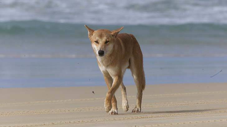 A dingo on the beach on Fraser Island. Photo: Peter Rae