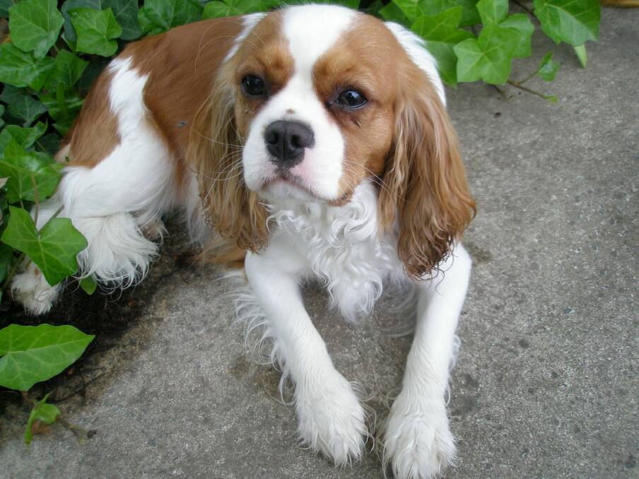 Seven-year-old Cavalier King Charles Spaniel, Chloe, was pushed to the vet in a pram. Photo: Supplied