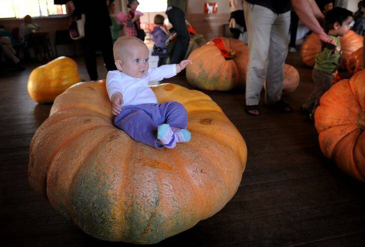 Six month old Josephine Trim at last year's Collector pumpkin festival. Photo: Marina Neil