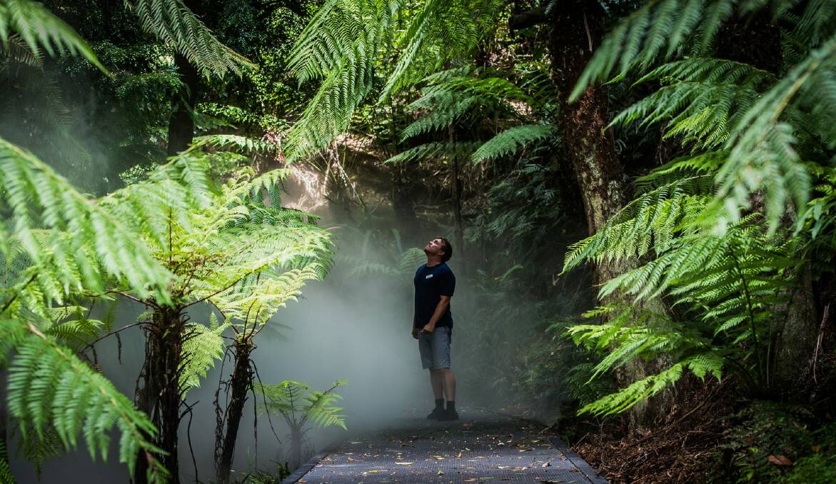 The Australian National Botanic Gardens, in particular the rainforest section, will be a popular destination in the heat.  Photo: Karleen Minney