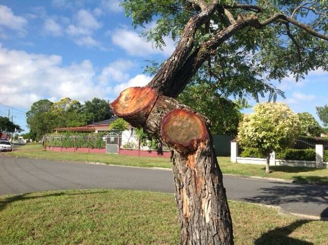 A tree on Hickory Street at Inala that was cut back by Energex contractors  Photo: Brisbane City Council