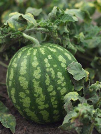 Summer's calling: Dreaming of ripe, ready-to-eat watermelons.