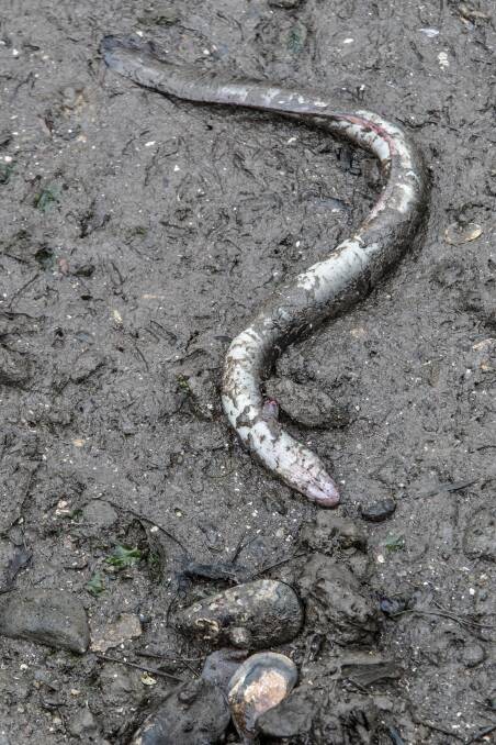 A dead eel near the creekbed.  Photo: Jason South 