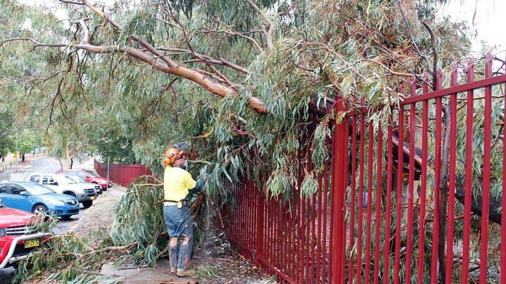 An SES volunteer removes the fallen tree branch that struck a woman and her baby outside Queanbeyan Public School Wednesday afternoon.