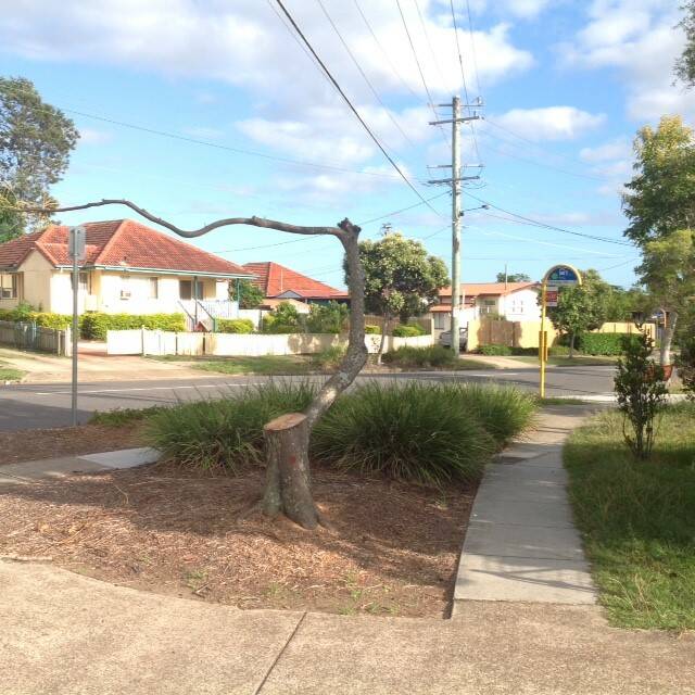 A tree after it was pruned by Energex contractors on Partridge Street, Inala. Photo: Brisbane City Council