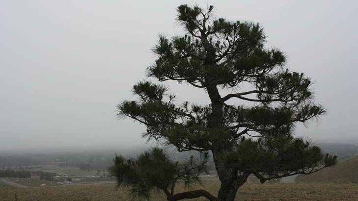 The Japanese Black Pine at the National Arboretum. Photo: Supplied