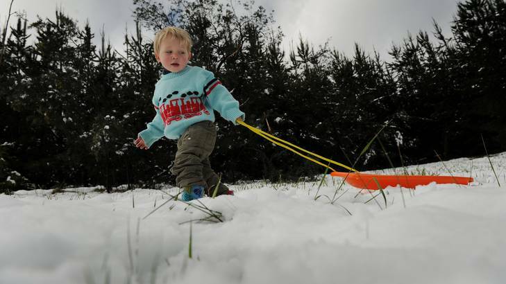 Overnight snow falls in Wamboin, 2 yr old Luca Auzins heads out with his taboogon Photo: Colleen Petch