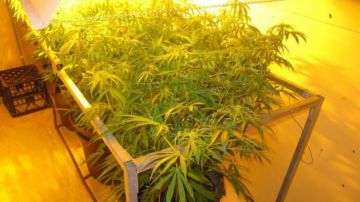 Cannabis found in Canberra raids. Photo: ACT Policing