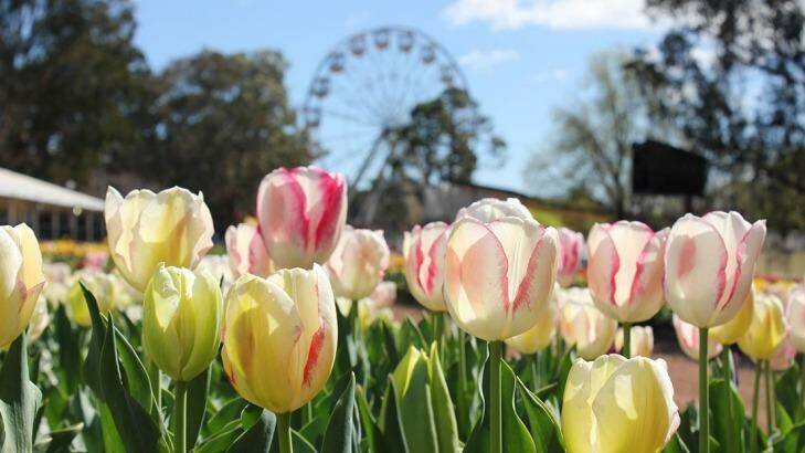Floriade, Canberra's month-long celebration of spring, kicks off this weekend. Photo: Supplied