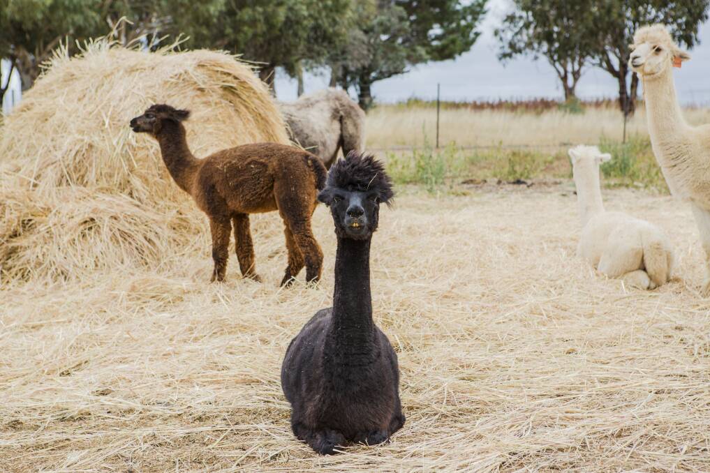 Whose mum doesn't love patting an alpaca first thing in the morning? Photo: Jamila Toderas