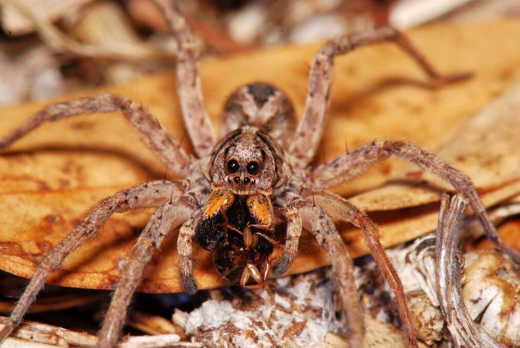 Wolf spiders are unlike most other spiders which have poor vision and rely on touch and air movement to find prey and dodge predators. Photo: Jean and Fred/Flickr