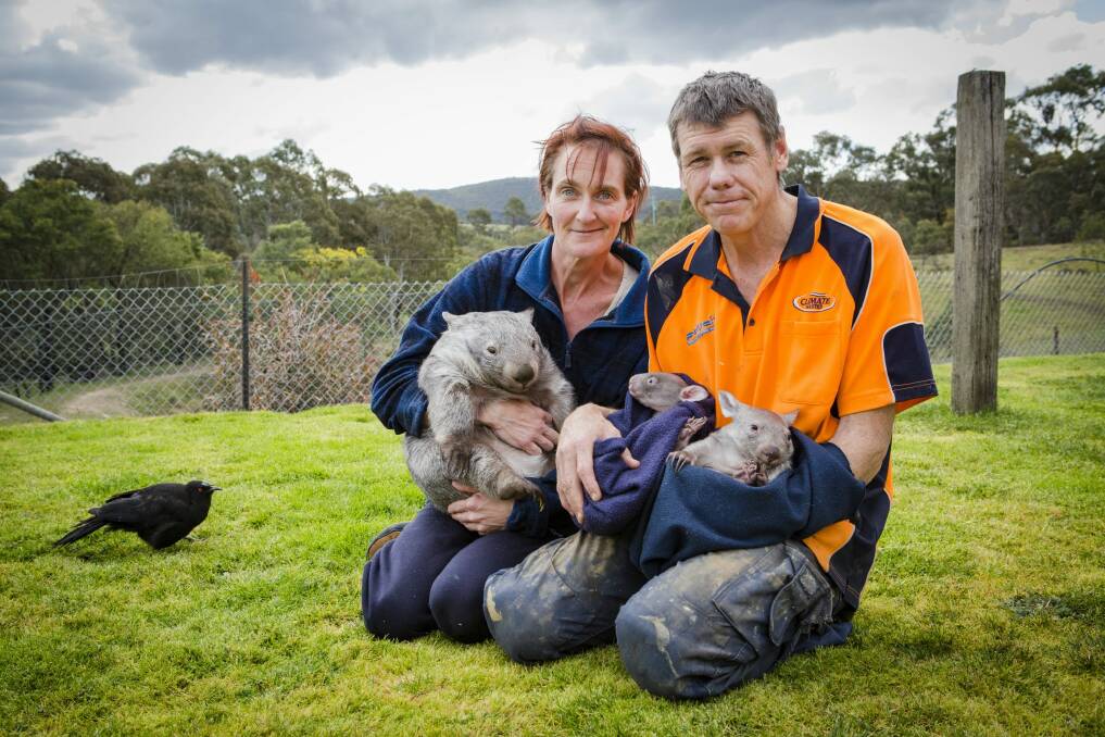Donna Stepan was appalled at the brutal treatment of wombats so she started a sanctuary. She is pictured with her partner Phil Melzer and some of the wombats that they are nursing back to health.  Photo: Jamila Toderas