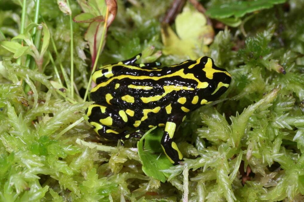 The Northern Corroboree Frog which the scientists say is threatened by brumbies. Photo: Murray Evans.