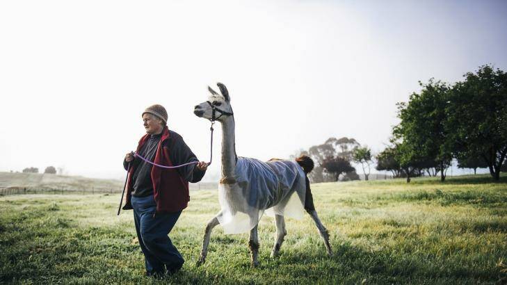 Owner of Alpaca Magic at Sutton, Glynda Bluhm, with an llama wearing a bubble-wrap jacket to keep warm in the frost. Photo: Rohan Thomson