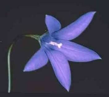 Floral emblem ... Royal bluebell. Photo: Supplied