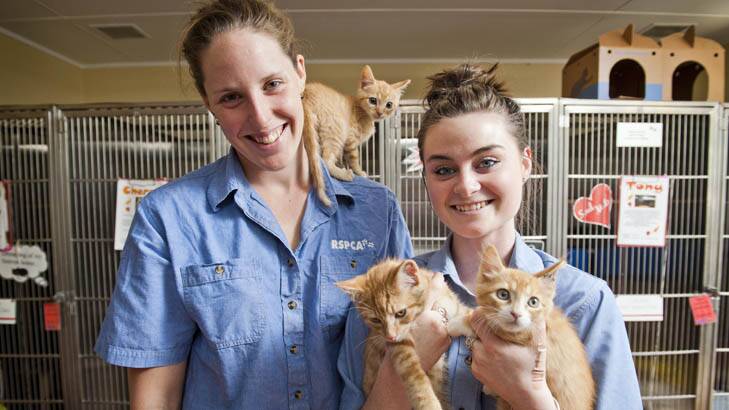 Just seven months ago ... Alicia Coutts and Lauren Gillan, with ginger kittens Mexico, Gingy, and Killer. Photo: Rohan Thomson