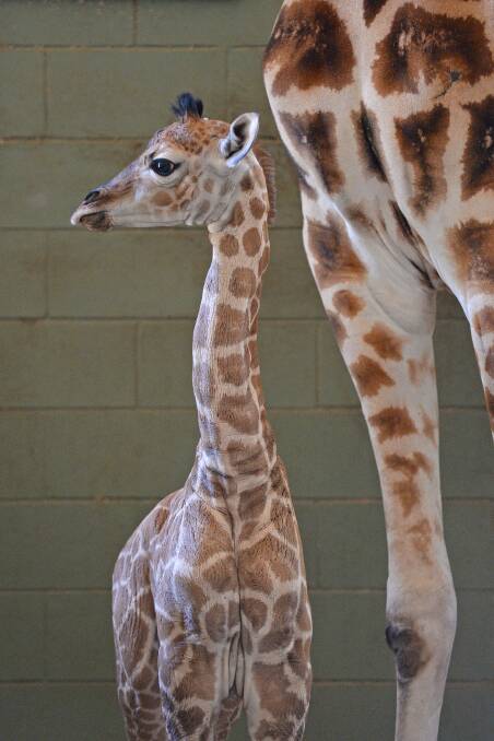 The baby giraffe will grow to an adult height and weight of nearly 6 metres and 2000kg. Photo: Australia Zoo
