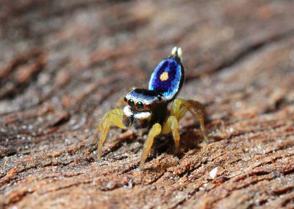 Saratus hesperus spider discovered in Canberra by Stuart Harris Photo: supplied
