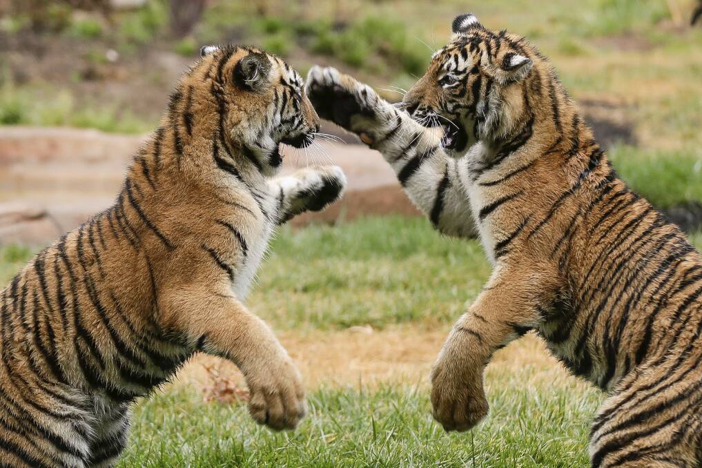 Tiger cubs Melati and Mya at their new home at the National Zoo and Aquarium. Photo: Alex Ellinghausen