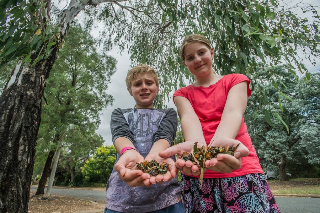 Thomas, 10, and Arabella, 12, McDonald of Cook with just some of the beetles that have fallen from the tree in their front yard this summer. Photo: Karleen Minney