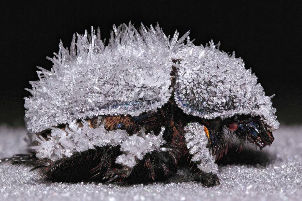 For this beetle, a blanket of frost provides cold comfort against the -5C chill of a Canberra winter's night. Photo: Tim Leach