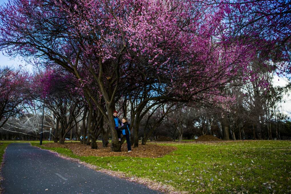 Daniel 5, and Madeleine Swain 7 of Sydney enjoy the blossoms on Canberra's early-flowering apricot trees. 

 Photo: Jamila Toderas