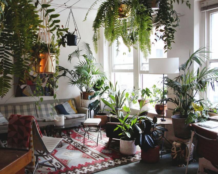 The popularity of The Jungle Collective's events reflects a growing demand for indoor plants which has swept through the Millennial mainstream in recent years. Photo: Plant Mama