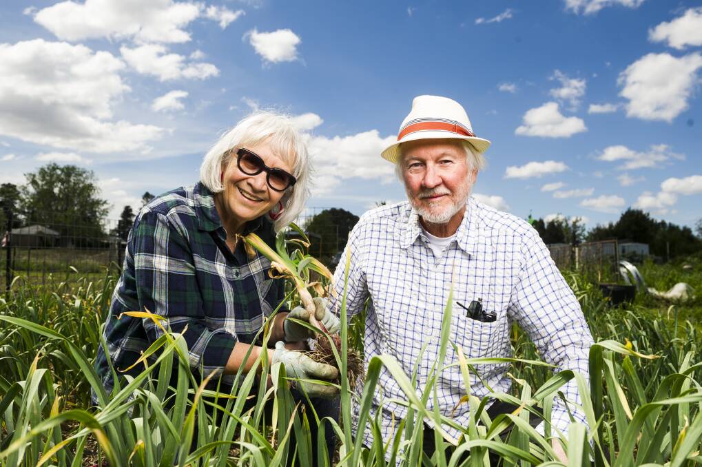 Bob Hefner and Peggy Daroesman with the fresh garlic. Photo: Dion Georgopoulos