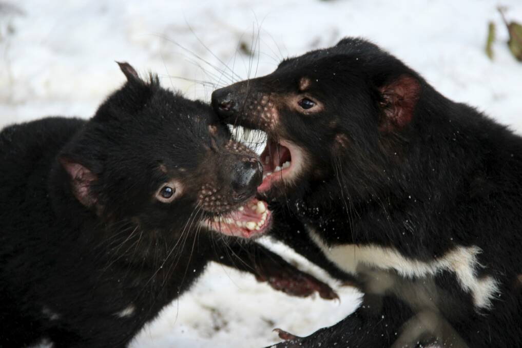 Tasmanian devils playfully biting each other.  Photo: Devil Ark