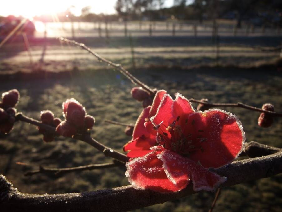 Frost at sunrise in Watson Tuesday morning. Photo: Stuart Coutts