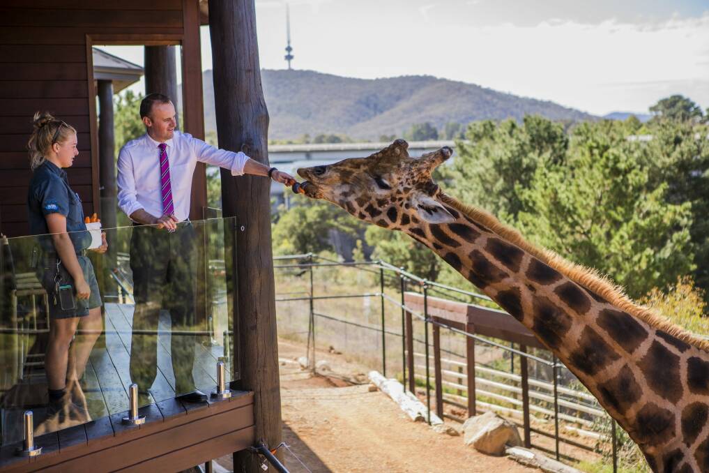 Chief Minister Andrew Barr feeds Hummer with assistance from keeper Amanda Hadley. Photo: Jamila Toderas