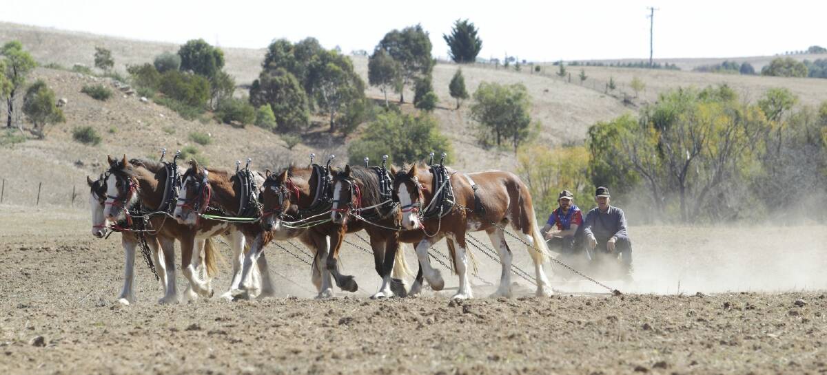 A team of horses at the Wooback2 festival at Yass.  Photo: Susan Meli
