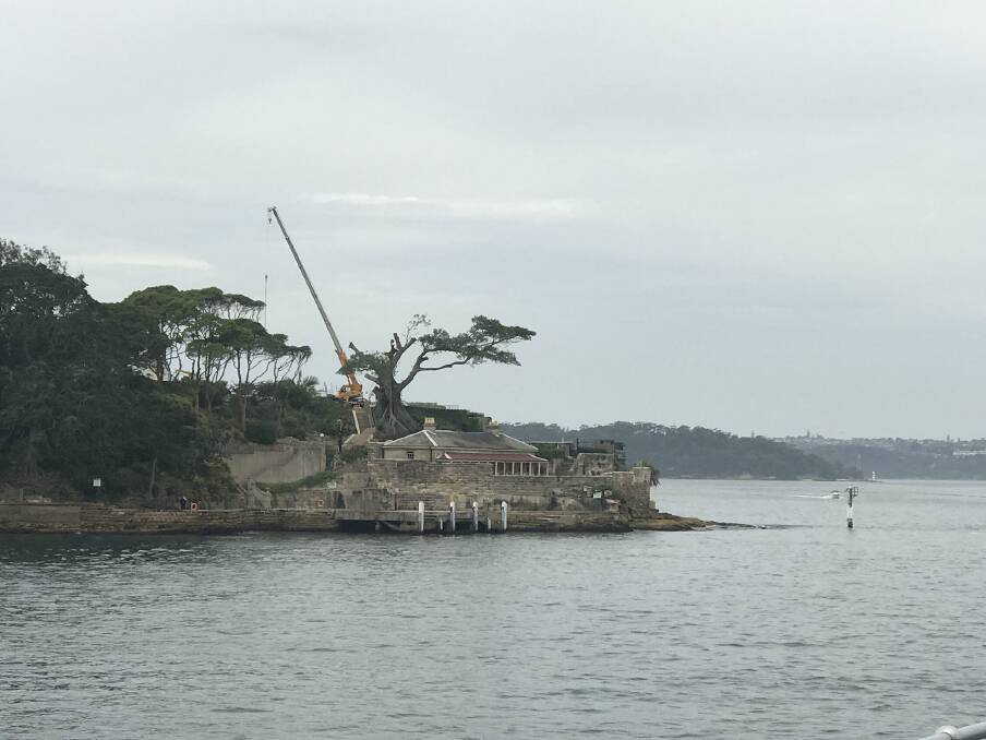 Ferry passengers and North Sydney residents were shocked to see the tree being chopped down on Tuesday.  Photo: Zara Hall