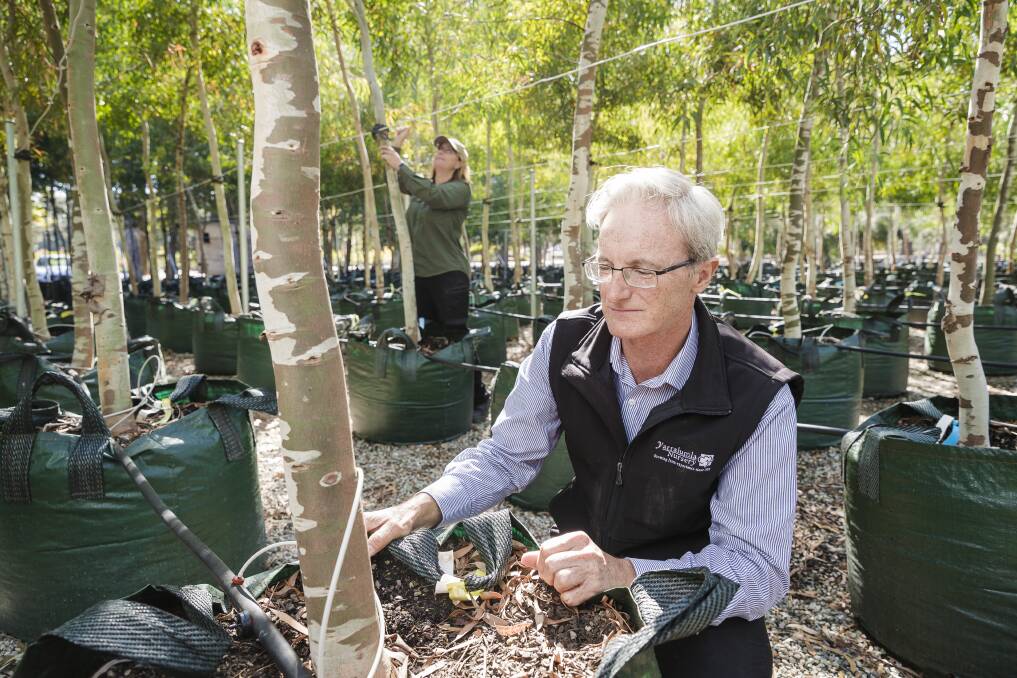 Yarralumla Nursery general manager Chris Ware and production manager Belinda Ryan with some of the Eucalyptus mannifera trees to be planted on the light rail route.  Photo: Sitthixay Ditthavong
