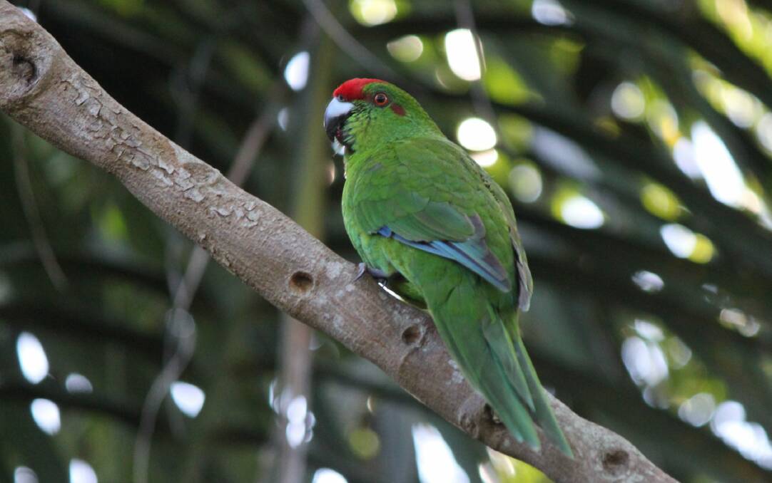 Norfolk Island green parrots faced an existential threat from feral animals. Photo: Betty Matthews