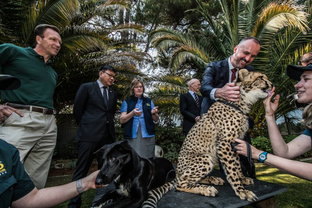 Andrew Barr at the signing of the Canberra Zoo MoU with Wellington and Singapore Zoos.  Photo: Karleen Minney